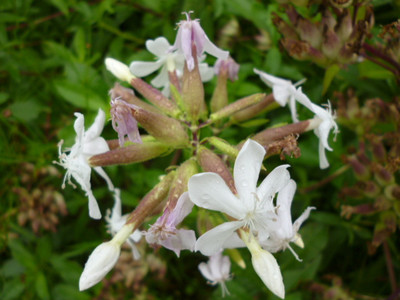 肥皂草提取物 10:1 石堿花提取物 森冉生物