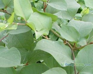 供應虎杖甙 植物提取物_醫藥、保養_世界工廠網中國產品信息庫