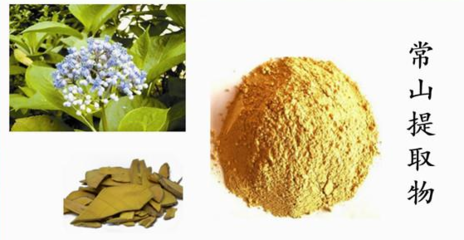 常山提取物