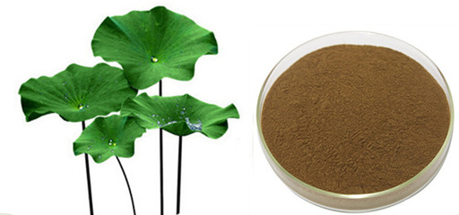 水溶性荷葉粉 植物提取物的高效健康選擇